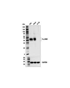 Cell Signaling Fcgammariib (E4d2f) Xp Rabbit mAb