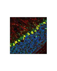 Cell Signaling S6 Ribosomal Protein (54d2) Mouse mAb (Alexa Fluor 488 Conjugate)