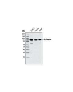 Cell Signaling Calnexin (C5C9) Rabbit mAb (BSA and Azide Free)