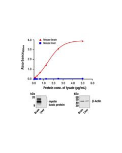 Cell Signaling PathScan ® RP Myelin Basic Protein Sandwich ELISA Kit