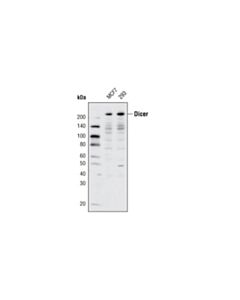 Cell Signaling Dicer (D5F2) Rabbit mAb 20 uL