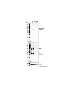 Cell Signaling Phospho-Rip (Ser166) (E7g6o) Rabbit mAb