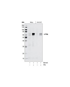 Cell Signaling C-Fos (9f6) Rabbit mAb (BSA And Azide Free)