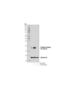 Cell Signaling Phospho-Histone H3 (Ser10) (D7n8e) Xp Rabbit mAb