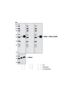 Cell Signaling Acetyl-Alpha-Tubulin (Lys40) (D20g3) Xp Rabbit mAb