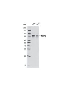 Cell Signaling Foxp2 (D55h9) Rabbit mAb