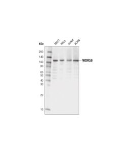 Cell Signaling Wdr59 (D4z7a) Rabbit mAb