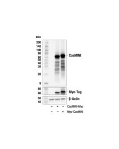 Cell Signaling CasMINI (8H6-A8) Mouse mAb 20 uL