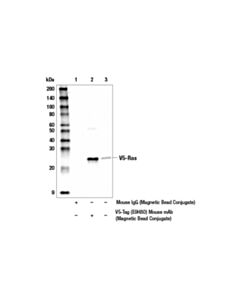 Cell Signaling V5-Tag (E9h8o) Mouse mAb (Magnetic Bead Conjugate)