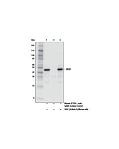 Cell Signaling Mouse (E7q5l) mAb Igg2b Isotype Control