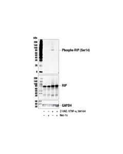 Cell Signaling Phospho-Rip (Ser14) (E3e6q) Rabbit mAb