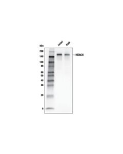 Cell Signaling Hdac6 (D2e5) Rabbit mAb (Biotinylated)