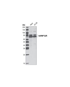 Cell Signaling Hnrnp Q/R Antibody