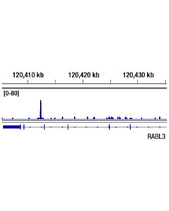 Cell Signaling FoxA1/HNF3alpha (E7E8W) Rabbit mAb 20 uL