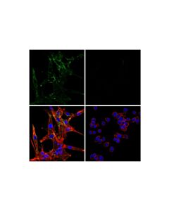 Cell Signaling Integrin beta1 (12G10) Mouse mAb