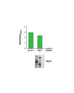 Cell Signaling Pathscan Total Muc1 Sandwich ELISA Kit