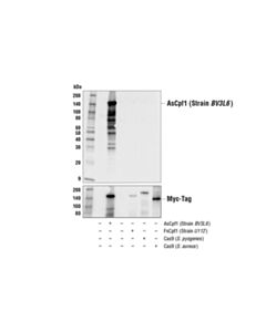 Cell Signaling AsCpf1/Cas12a (Strain BV3L6) (3D3-F7) Mouse mAb (BSA and Azide Free)