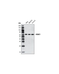 Cell Signaling Hdac1 (10e2) Mouse mAb