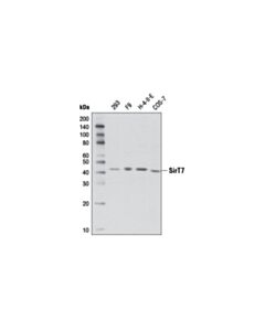 Cell Signaling Sirt7 (D3k5a) Rabbit mAb