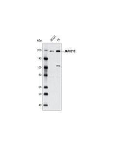 Cell Signaling Jarid1c (D29b9) Rabbit mAb