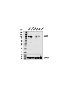 Cell Signaling MAP7 (E8K7O) Rabbit mAb 20 uL