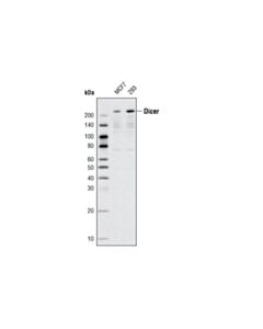 Cell Signaling Dicer (D38e7) Rabbit mAb