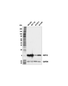 Cell Signaling HSP10 (F8X5Y) Rabbit mAb