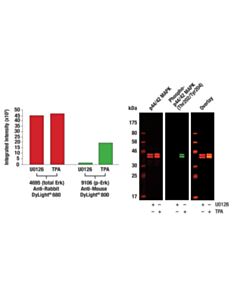 Cell Signaling Anti-Rabbit Igg (H+L) (Dylight 680 Conjugate)