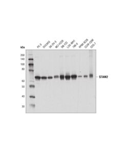 Cell Signaling STAM2 (D8B3G) Rabbit mAb 20 uL