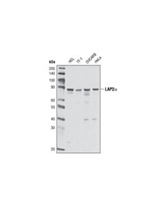 Cell Signaling LAP2alpha (3A3) Mouse mAb 20 uL