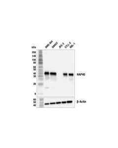 Cell Signaling HAP40 (F2T4T) Rabbit mAb