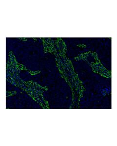 Cell Signaling Hyaluronan Complete Tissue Staining Kit (Alexa Fluor ® 488)