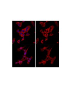 Cell Signaling P44/42 Mapk (Erk1/2) (137f5) Rabbit mAb (Alexa Fluor 647 Conjugate)