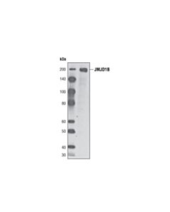 Cell Signaling Jmjd1b (6a1-1f5) Mouse mAb