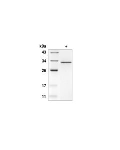 Cell Signaling Human His6FasL/TNFSF6 Recombinant Protein 10 ug
