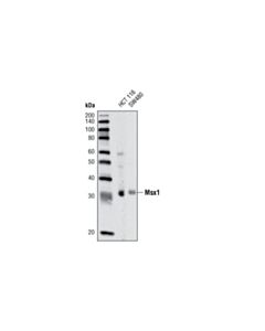 Cell Signaling Msx1 (P5) Antibody