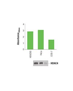 Cell Signaling Pathscan Total Hdac4 Sandwich ELISA Kit