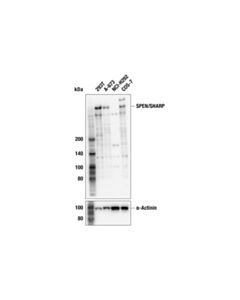Cell Signaling SPEN/SHARP (F6J4M) Rabbit Monoclonal Antibody