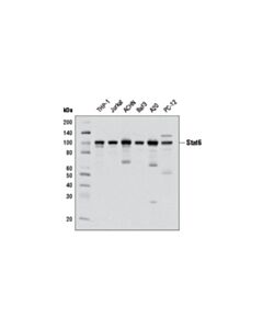 Cell Signaling Stat6 (D3H4) Rabbit Monoclonal Antibody