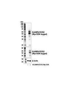 Cell Signaling Slamf6/Cd352 (E3h1e) Xp Rabbit mAb (BSA And Azide Free)
