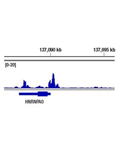 Cell Signaling p300 (D2X6N) Rabbit mAb 20 uL