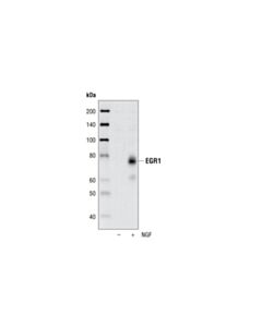 Cell Signaling Egr1 (44d5) Rabbit mAb (BSA And Azide Free)