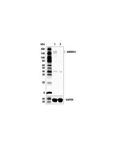Cell Signaling AMBRA1 (F4O7X) Rabbit mAb; 20 µl