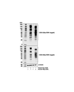 Cell Signaling CD34 (F3Q8F) Rabbit Monoclonal Antibody