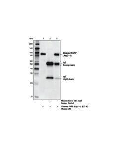 Cell Signaling Mouse (G3a1) mAb Igg1 Isotype Control