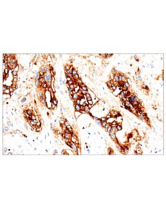 Cell Signaling CD15/SSEA1 (MMA) Mouse mAb