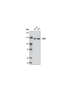 Cell Signaling ZFX (L28B6) Mouse mAb 20 uL