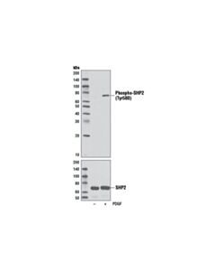 Cell Signaling Phospho-Shp-2 (Tyr580) (D66f10) Rabbit mAb
