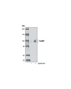 Cell Signaling Foxm1 (D12d5) Xp Rabbit mAb