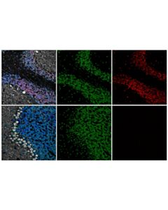 Cell Signaling Phospho-CREB (Ser133) (87G3) Horse Chimeric mAb